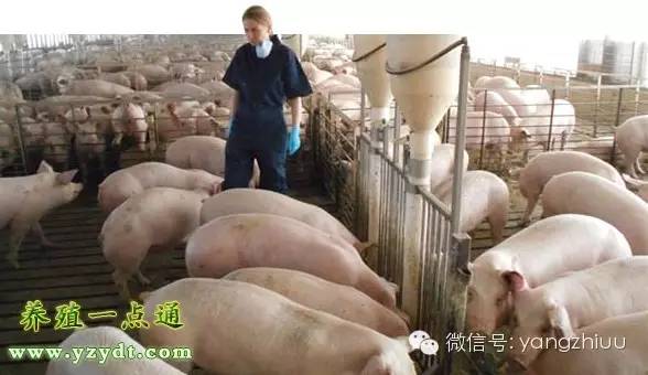 最新养猪行业的现状和发展前景,养猪六大难题困扰养猪业的问题