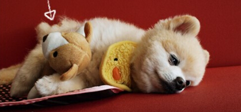 成都到底有好时尚？看下这些宠物你就晓得了