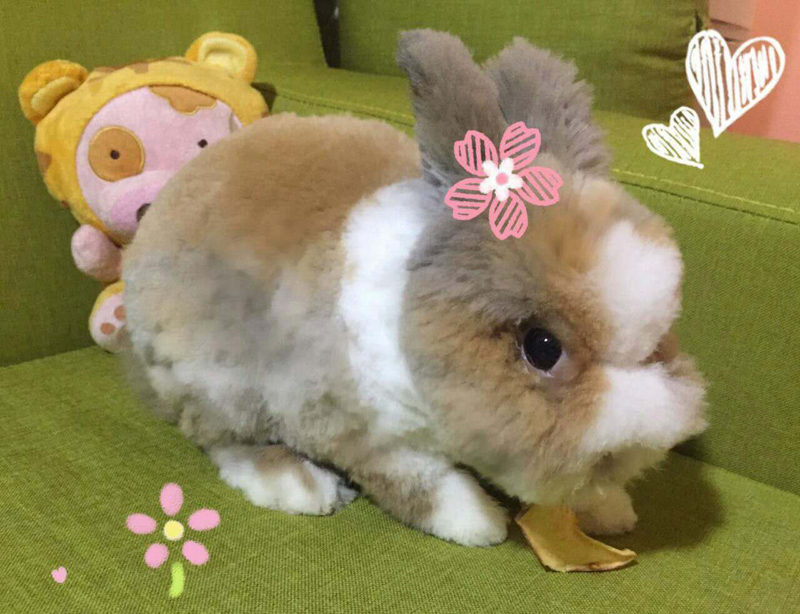 成都到底有好时尚？看下这些宠物你就晓得了