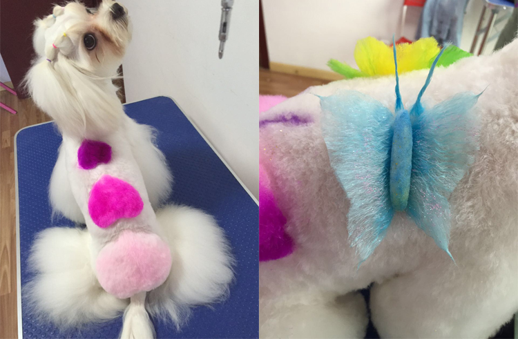 成都到底有好时尚？看下这些宠物你就晓得了