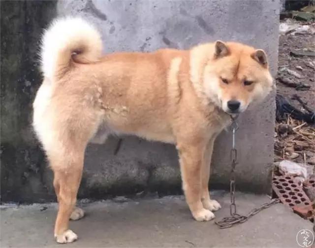 土狗再忠心也比不了宠物狗,为什么土狗越来越遭人嫌弃