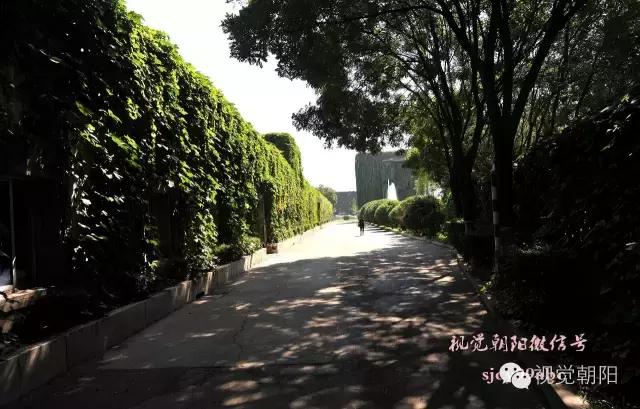 爬山虎翡翠图片大全,翡翠屏障