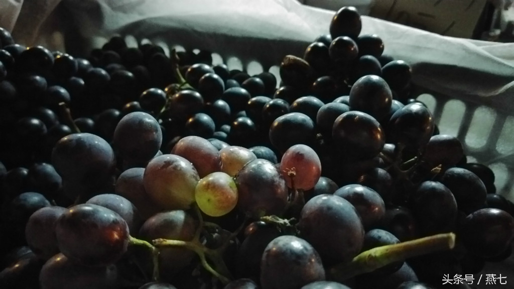 中兴天机7新品发布会视频,中兴天机七手机