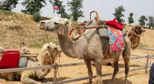 西安边上有个“沙坡头”，沙场冲浪、露营赏月，聊咋咧！