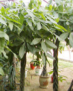 怎样知道自己家的财位在哪个位置,如何确定家里的财位在哪个位置