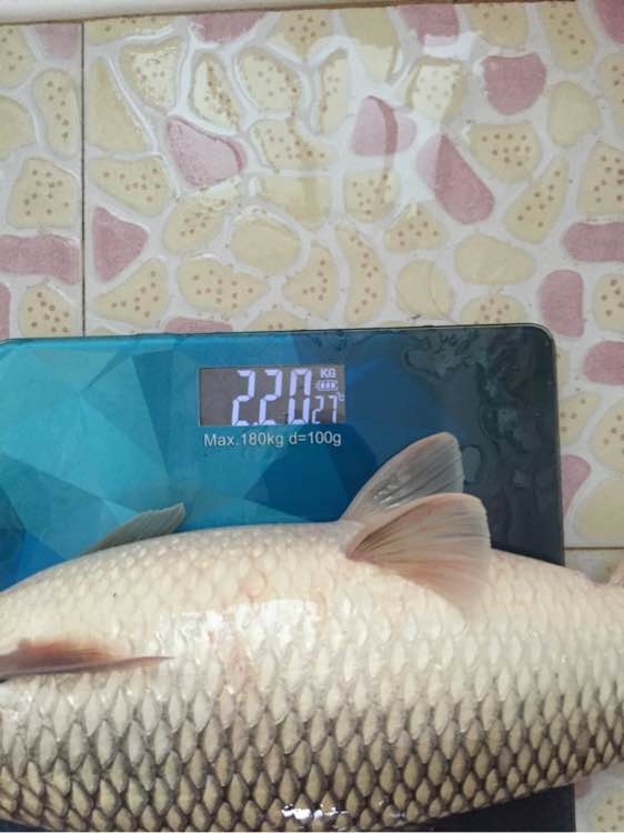 简单即快乐！1元的漂，杂牌3米6照样降服大麦鲮