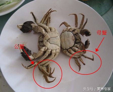 大闸蟹母蟹和公蟹的区别哪个好吃,大闸蟹公蟹还是母蟹好吃