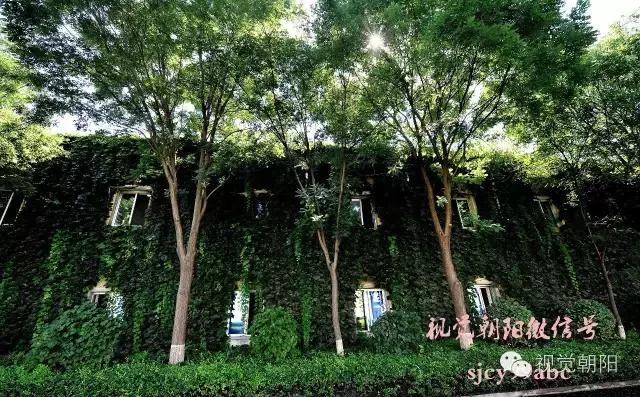 爬山虎翡翠图片大全,翡翠屏障