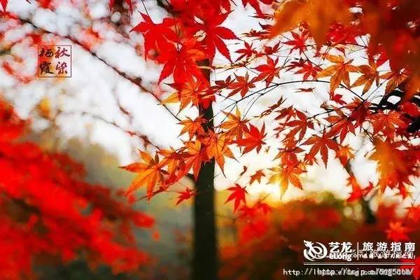 秋天来了该好好生活,秋天来了又该准备秋装了