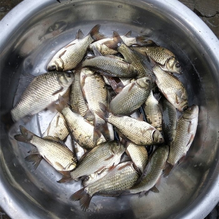 鱼儿并不会因为你用天价鱼竿而青睐于你！