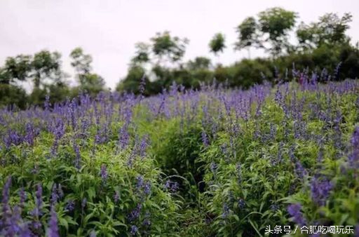 合肥附近自驾游可以去哪些地方玩,来合肥一定要玩的几个地方