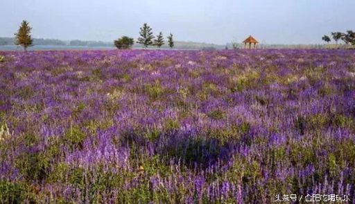 合肥附近自驾游可以去哪些地方玩,来合肥一定要玩的几个地方