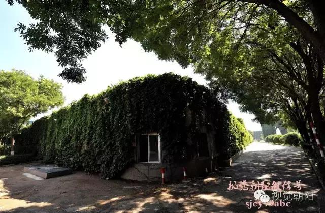 爬山虎翡翠图片大全,翡翠屏障