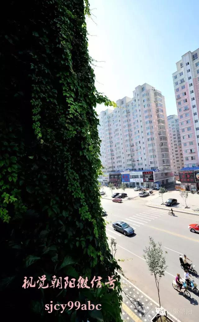 爬山虎翡翠图片大全,翡翠屏障