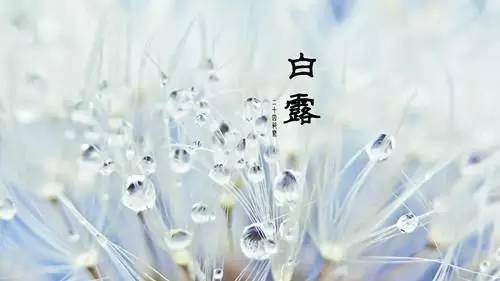 闇蹭粠浠婂鐧芥湀鏄晠涔℃槑瀵瑰簲鑺傛皵,鐧介湶鐨勮瘲鍙ラ湶浠庝粖澶滅櫧