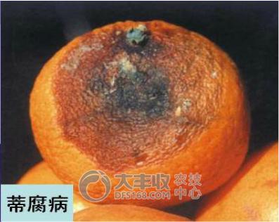 柑橘贮藏保鲜技术与步骤简介图,柑橘摘果后如何保管