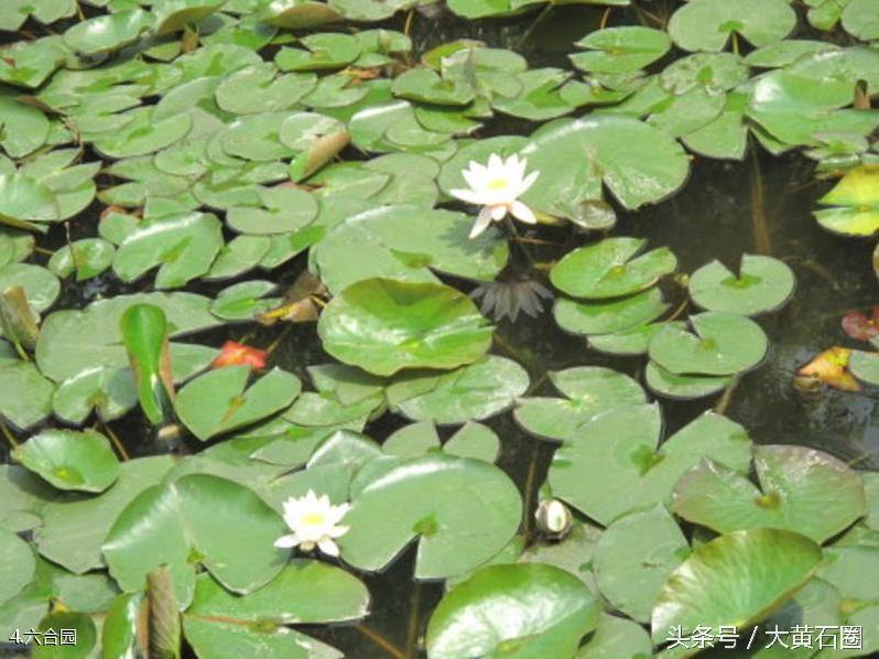 鄂州市莲花山风景区开放了吗,鄂州莲花山风景区路线图