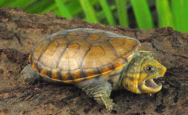 男人不宜吃这三种食谱,中年男士吃的药膳