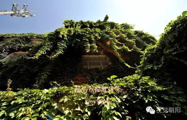 爬山虎翡翠图片大全,翡翠屏障