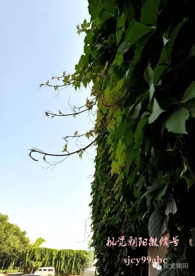 爬山虎翡翠图片大全,翡翠屏障