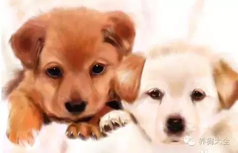 小狗互相打招呼时什么样,全世界狗狗打招呼的方式