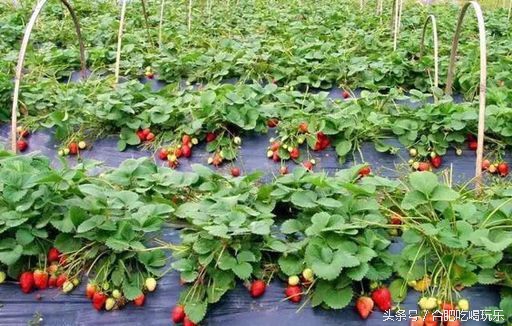 合肥附近自驾游可以去哪些地方玩,来合肥一定要玩的几个地方