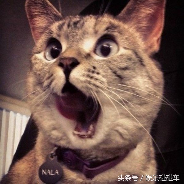 成都冒椒火辣如何推广,成都冒椒火辣是钵钵鸡吗