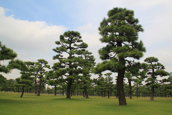 日本东京的城市特点,日本东京被称为什么