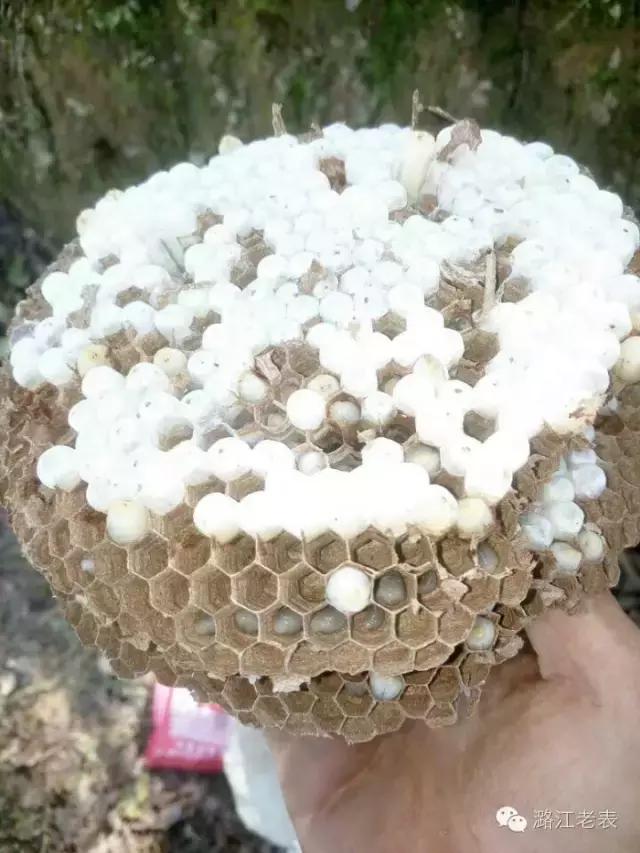 云南昆虫宴美食,云南特点虫宴