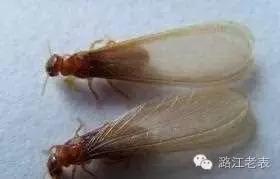 云南昆虫宴美食,云南特点虫宴