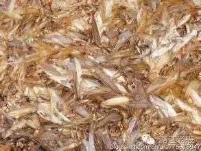 云南昆虫宴美食,云南特点虫宴