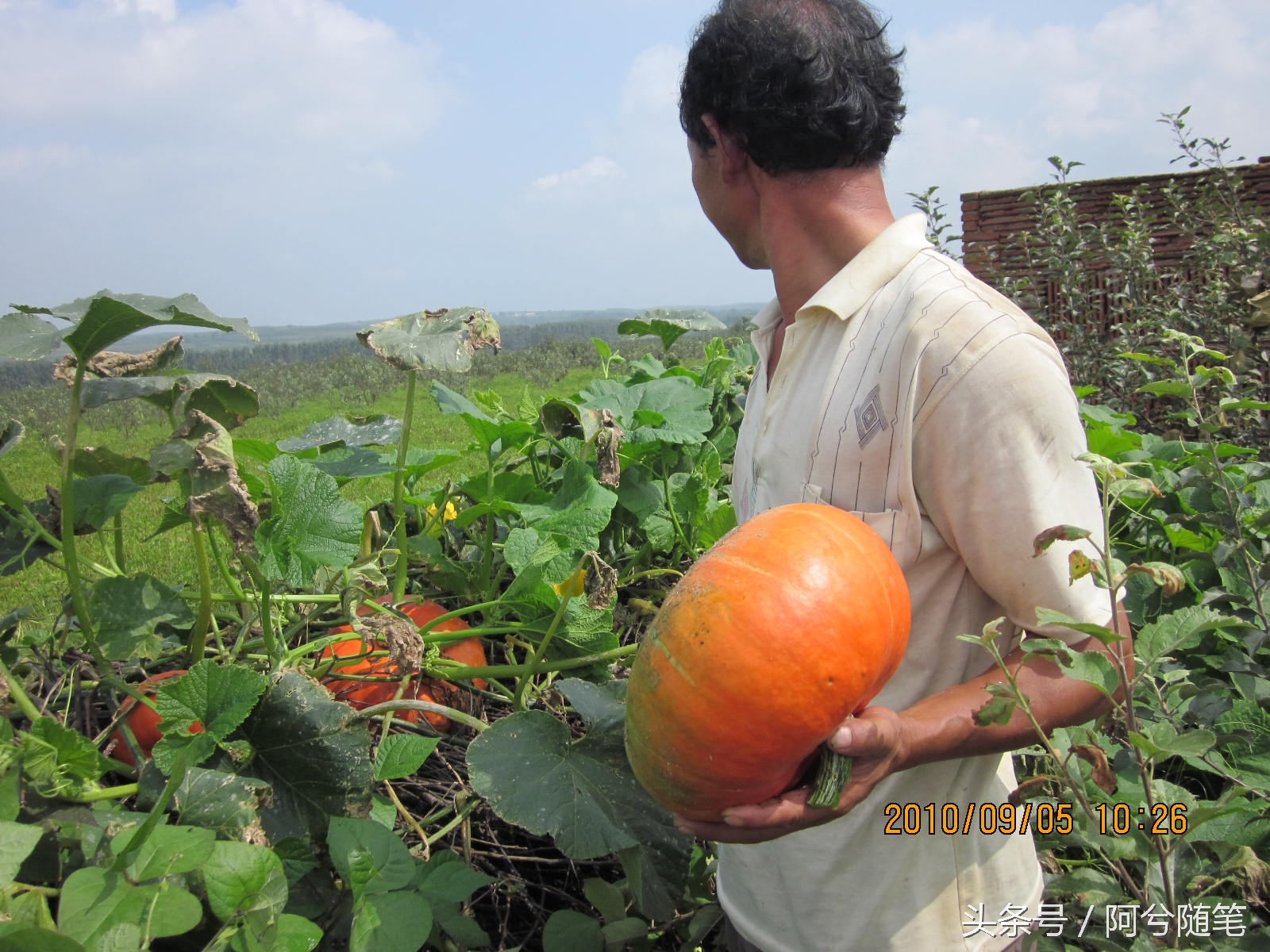 农村人最爱种植的20种“瓜”，你认识几个？|阿兮随笔