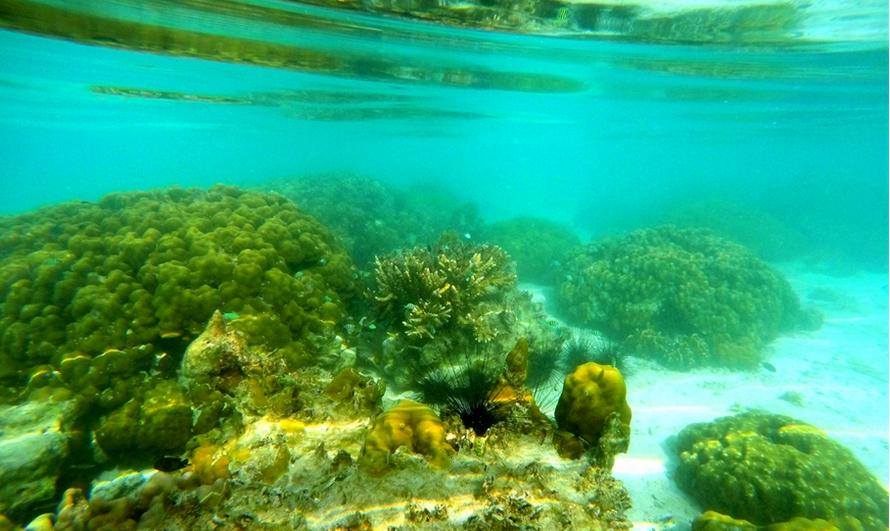 泰国南部丽贝岛翡翠海,泰国丽贝岛风景粉色珊瑚