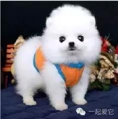 给狗狗取名字的四种方法,给捡来狗狗取什么名字好