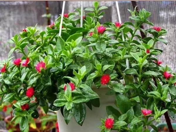 适合家里的小花盆,办公水培小花盆