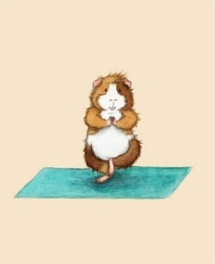 正确鸽子式练瑜伽,小仓鼠练瑜伽