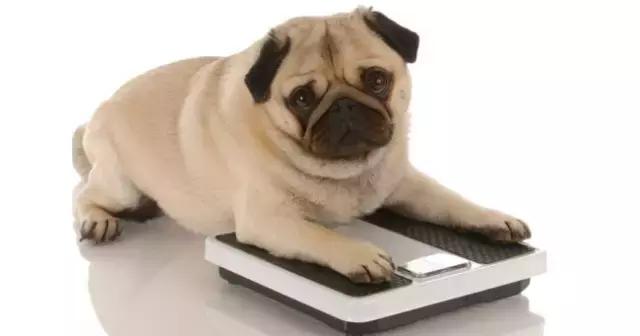 狗狗太瘦不爱吃狗粮怎么办,狗狗最近不怎么吃狗粮而且瘦了