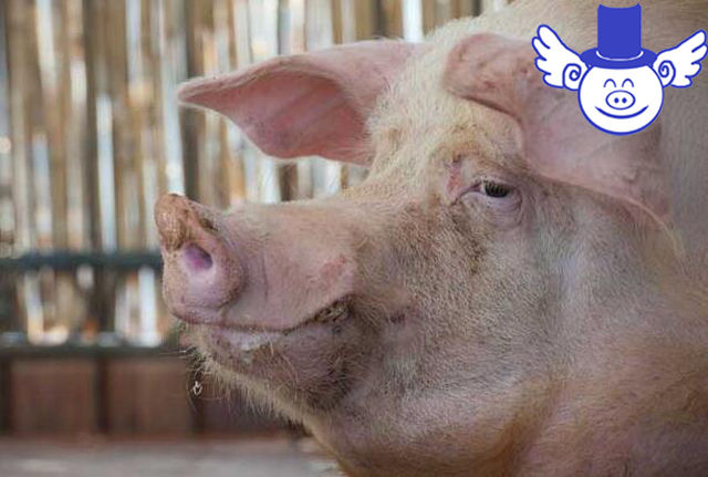 秋季养猪一不小心就猪财两空，注意这四点可帮母猪秋季安胎！