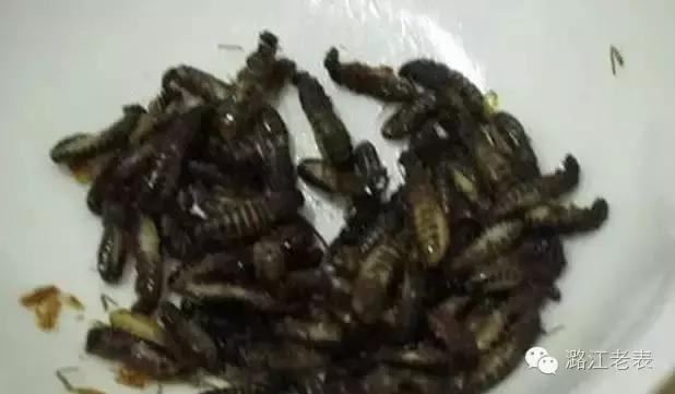 云南昆虫宴美食,云南特点虫宴