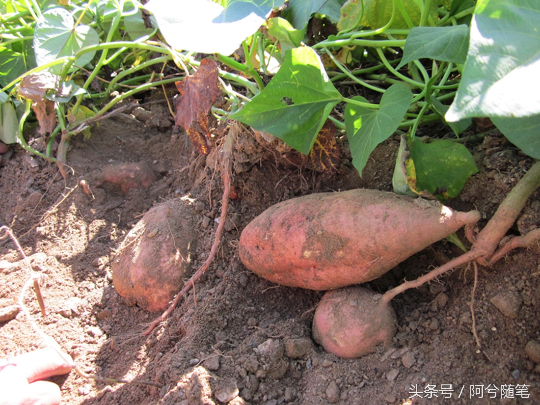 农村人最爱种植的20种“瓜”，你认识几个？|阿兮随笔