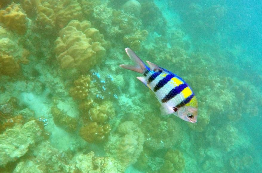 泰国南部丽贝岛翡翠海,泰国丽贝岛风景粉色珊瑚