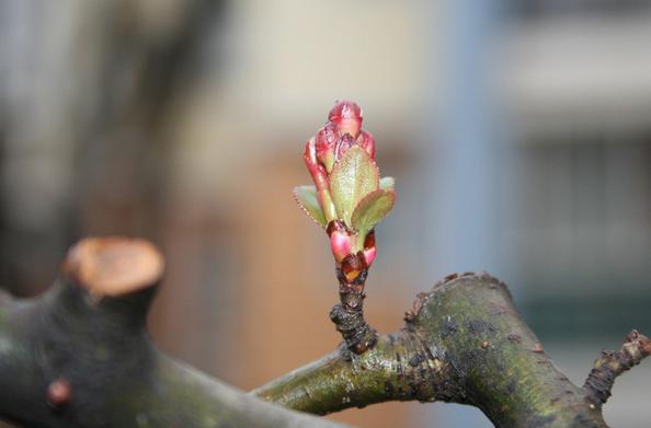 怀孕双胞胎一个是宫外孕,怀孕一个宫内孕一个宫外孕