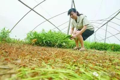 云南昆虫宴美食,云南特点虫宴