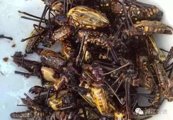 云南昆虫宴美食,云南特点虫宴