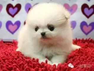 给狗狗取名字的四种方法,给捡来狗狗取什么名字好