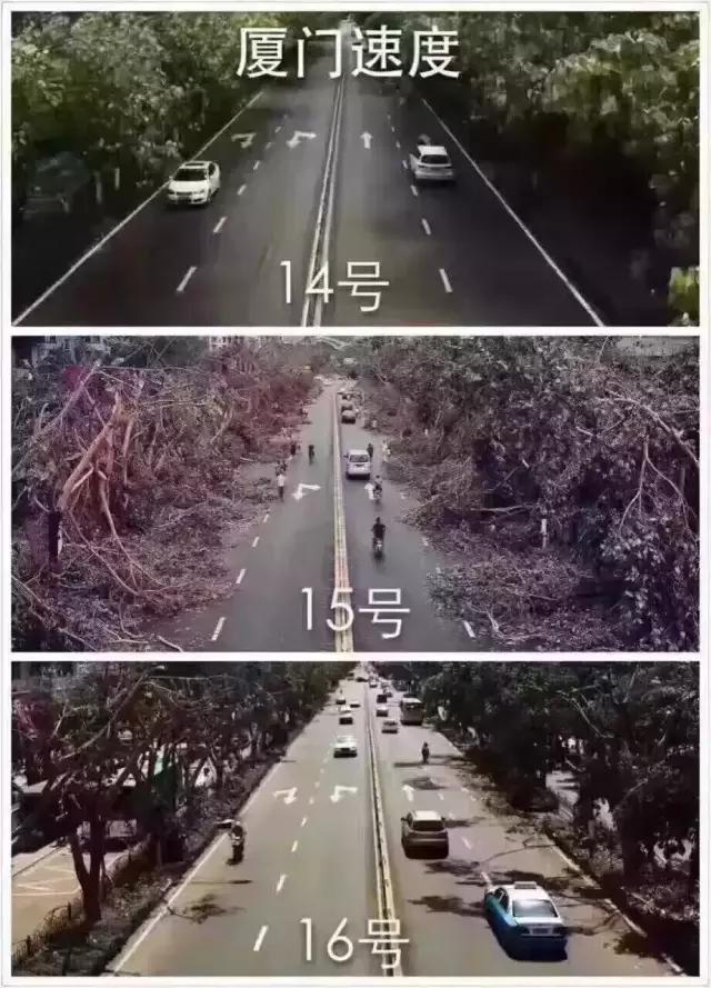 台风后的厦门值得一看,台风过后的厦门依然美丽