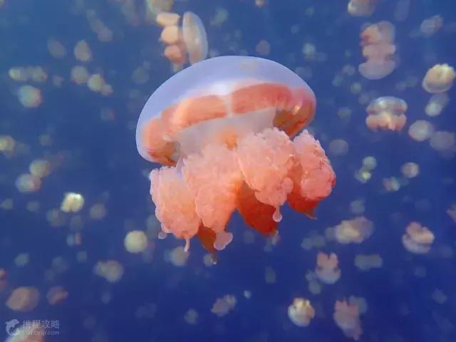 帕劳免签有必要去吗,帕劳对全世界免签吗