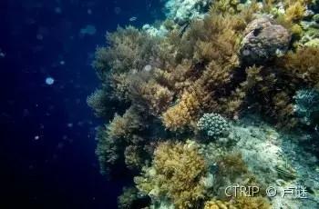 帕劳免签有必要去吗,帕劳对全世界免签吗