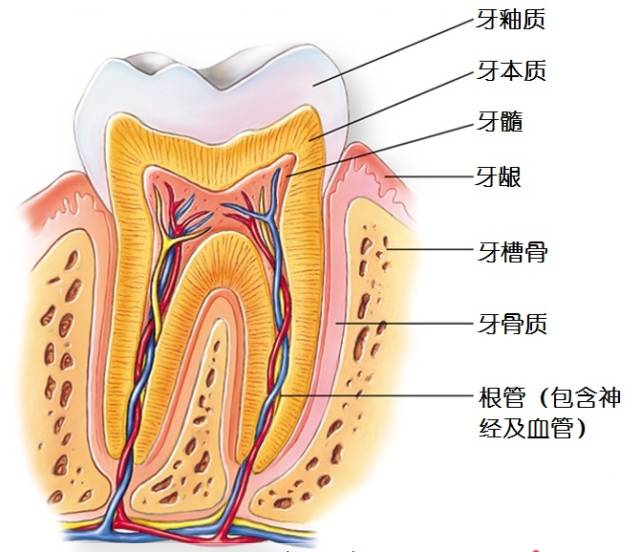 牙齿的解剖结构讲解,牙齿的解剖结构图