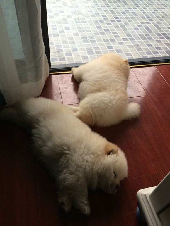 冬瓜南瓜！我家有一对松狮小活宝~